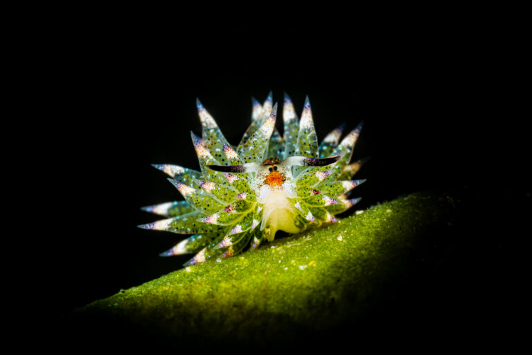 Photo prix "coup de coeur du jury" du concours FFESSM "les yeux dans l'eau" 2024