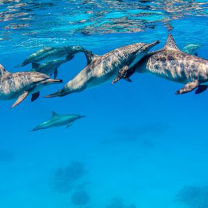 Dauphins 1