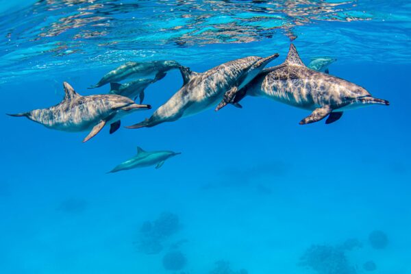 Dauphins 1