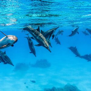 Dauphins 2