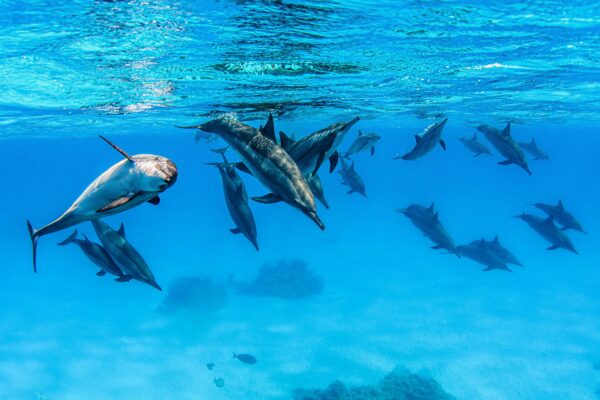 Dauphins 2
