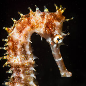 Hippocampe