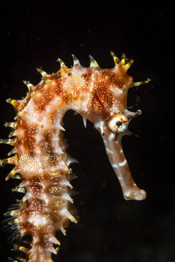 Hippocampe