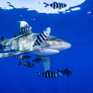 Longimanus
