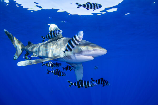Longimanus