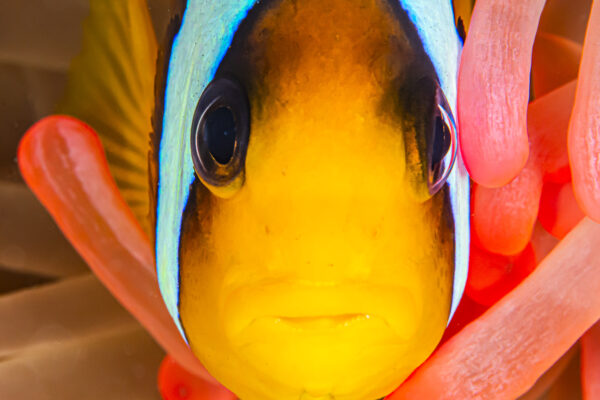 Regard